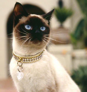 Razze di gatto: il gatto siamese