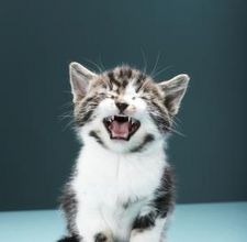 Cosa vuol dire quando un gatto miagola molto?