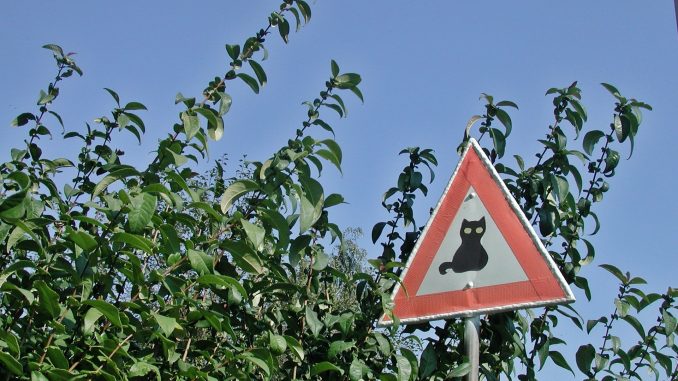 repellenti per gatti repellente per gatti