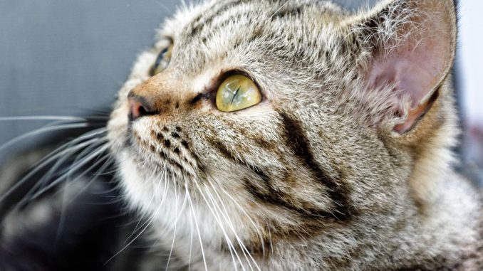 Ipervocalizzazione gatto Ipervocalizzazione gatto