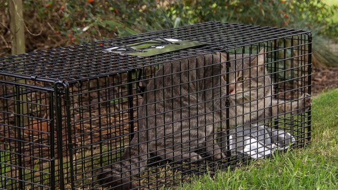 trappola per gatti trappola per gatti