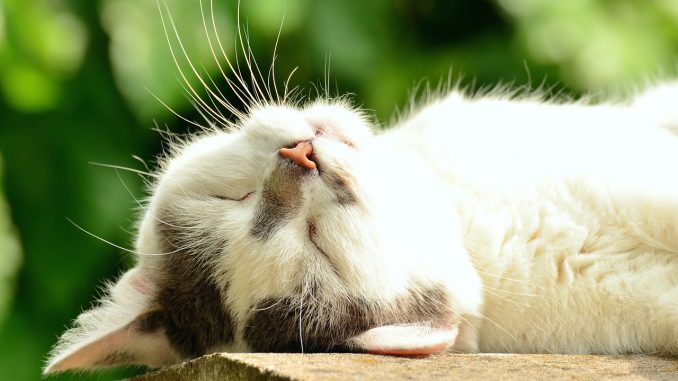 gatto gatto
