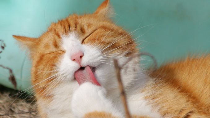 salivazione nei gatti salivazione nei gatti