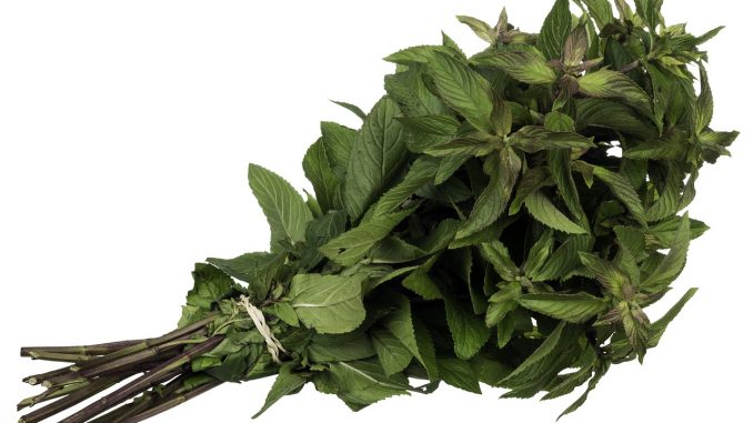 menta essiccazione menta