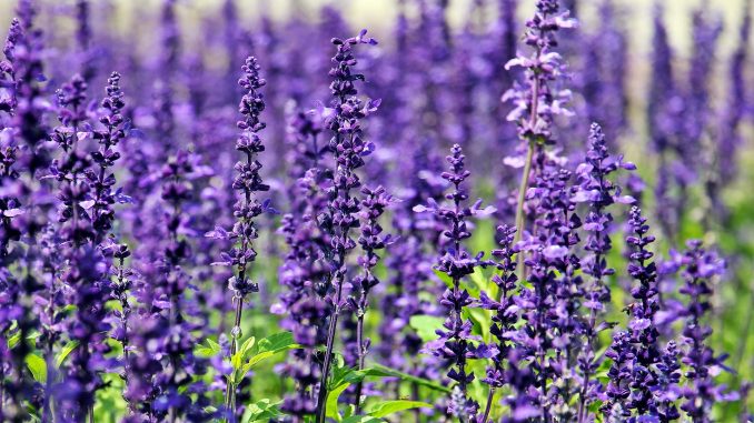 lavanda lavanda