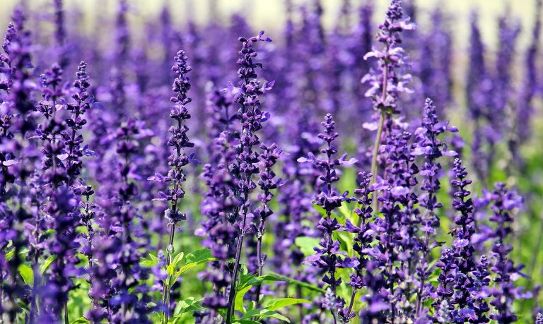 lavanda lavanda