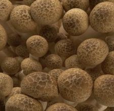 Come bollire i funghi freschi