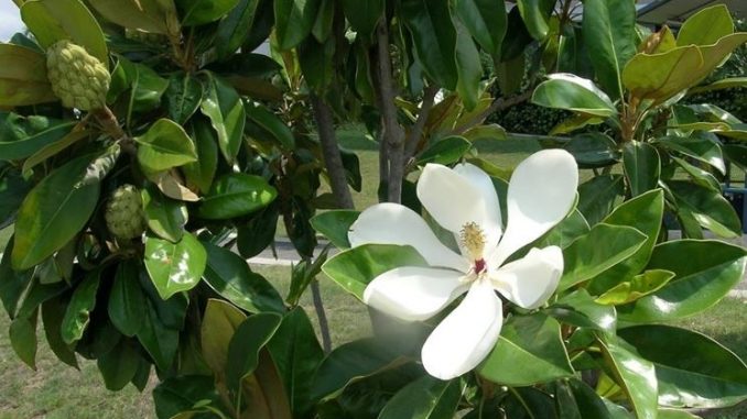 magnolia magnolia