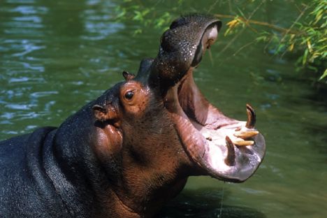 ippopotamo_acqua