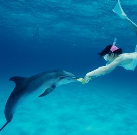 ti piacerebbe nuotare con i delfini sempre pi persone sognano di poter nuotare con i delfini man mano che la lintelliegnza e la personalit dei delfini