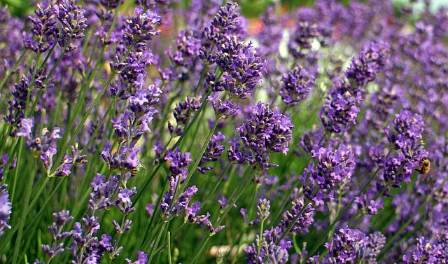 Come coltivare la lavanda in casa Come coltivare la lavanda in casa