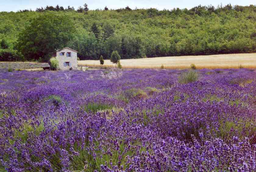 Come coltivare la lavanda in casa