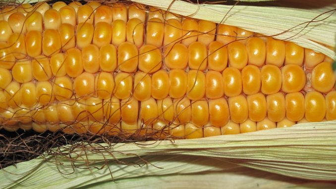 Allergia al mais.