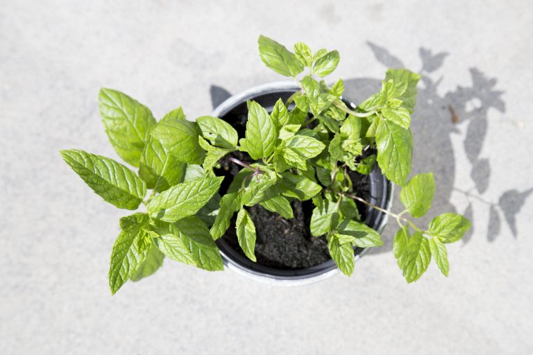 menta fresca menta fresca