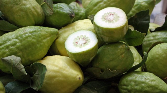 Sciroppo di cedro