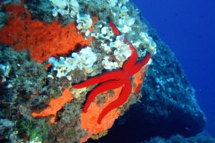 isola d'Elba