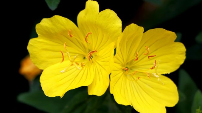 fiori notturni fiori notturni
