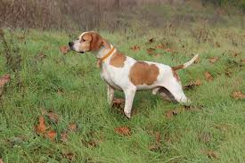 Pointer Pointer