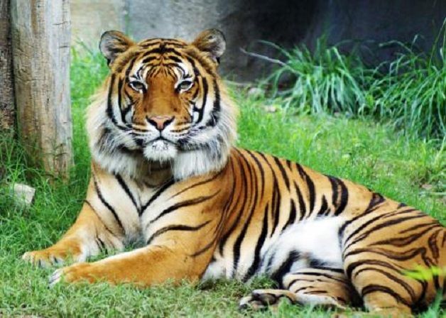 tigre tigre