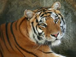 tigre tigre