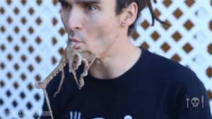 eating-live-octopus