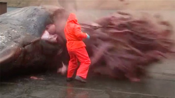 Sperm whale explodes