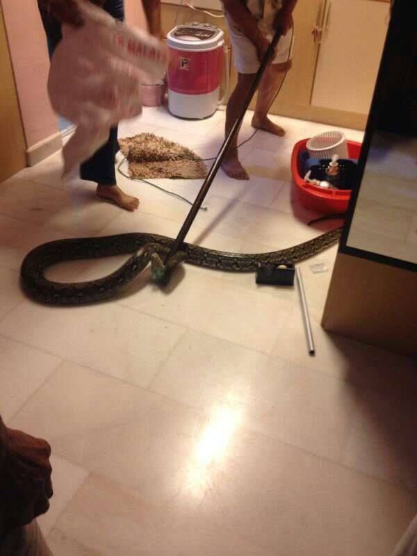 wc_snake_02
