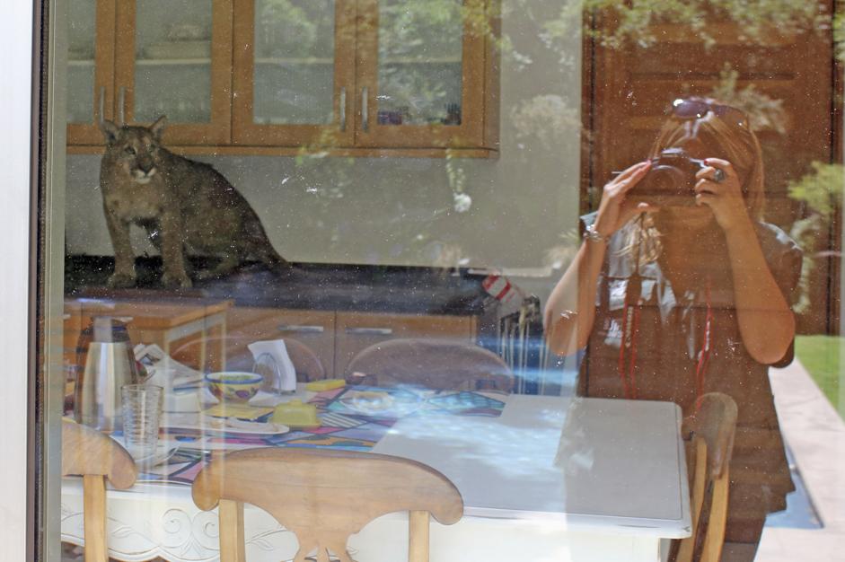 A puma sits atop a kitchen counter inside a residential home in Santiago