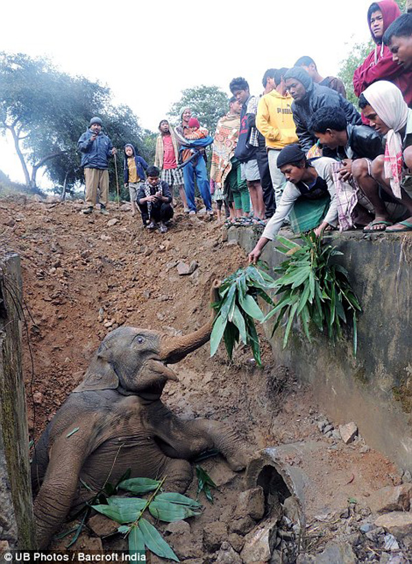 baby_elephant_ditch_04