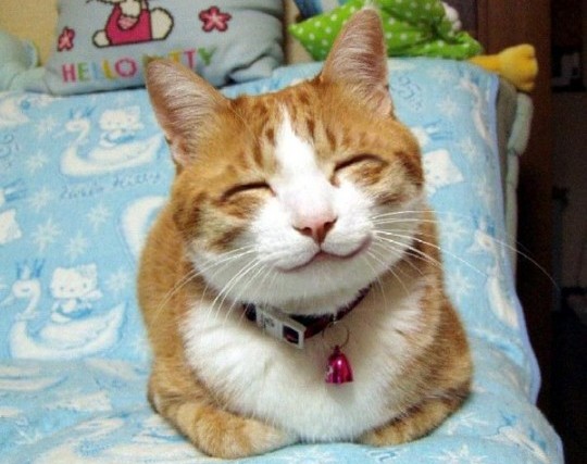 cat-happy-cat-e1329931204797
