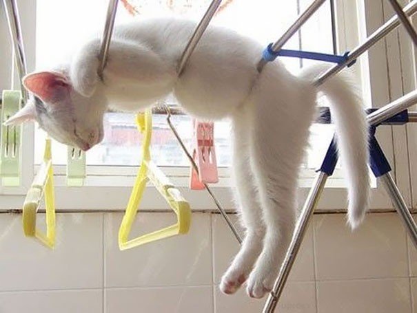 605x455xfunny-sleeping-cats-15.jpg.pagespeed.ic.DgyEDYR1Pq