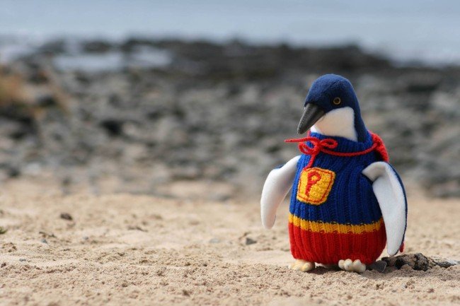 650x433xHipster-Penguins-2-650x433.jpg.pagespeed.ic.txO4tWmj5W