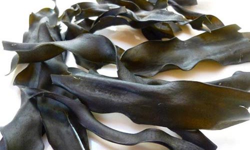 alga-kombu