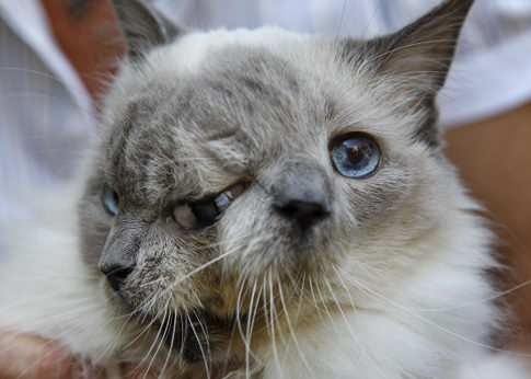 Two Faced Cat