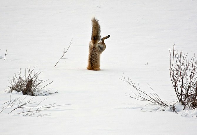 670x458xamazing-fox-photos-28.jpg.pagespeed.ic.O2iizY_FKt