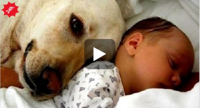 cani gatti bambini