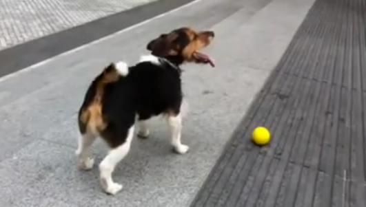 clever-dog-plays-fetch-with-himself-2013-10-21-185549-75