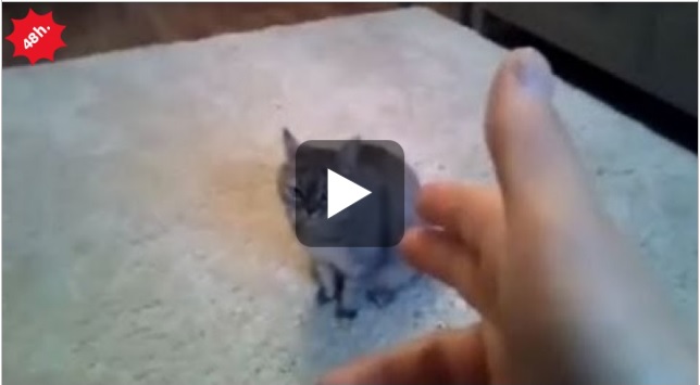 animali finti morti