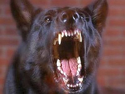 cane_arrabbiato_web-400x300