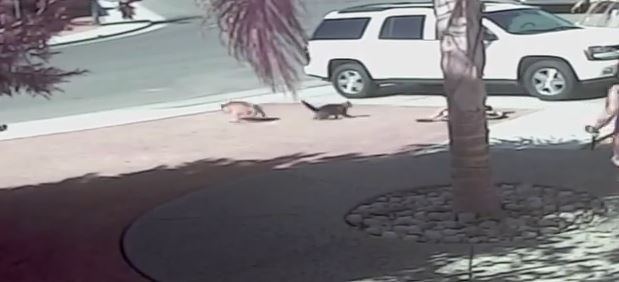 cat-saves-kid