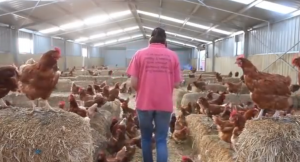 hens-300x162
