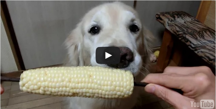 cane pannocchia