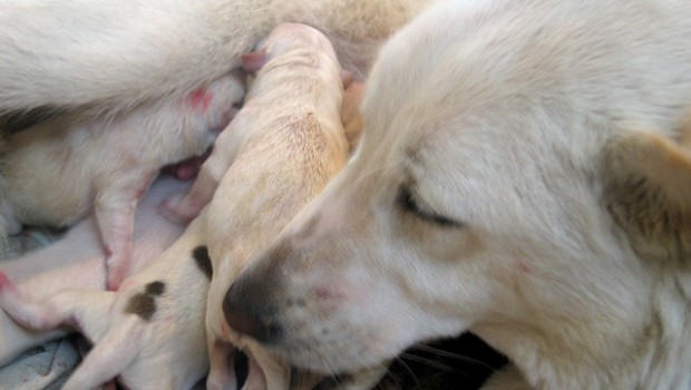 Gravidanza del cane