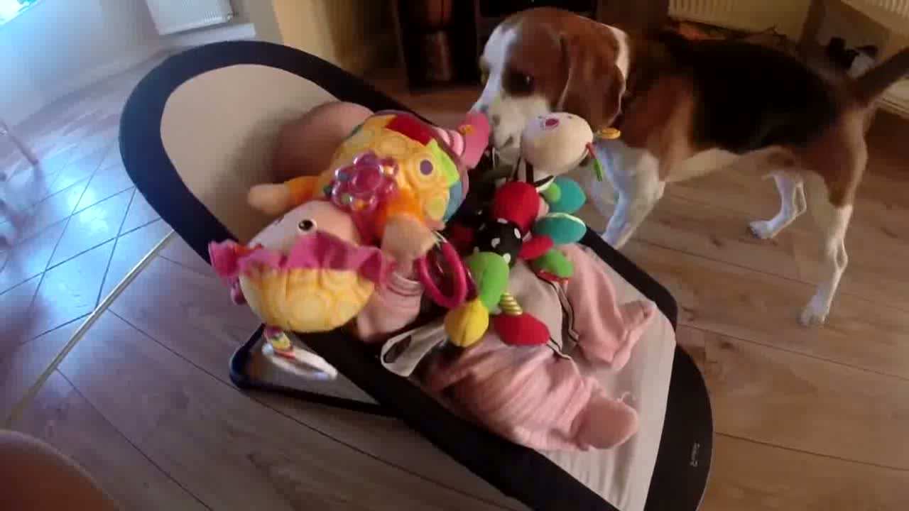 Guilty_dog_apologizes_baby_for_stealing_her_toyIt_is_never_too_late_for_apologize_for_friends__180420