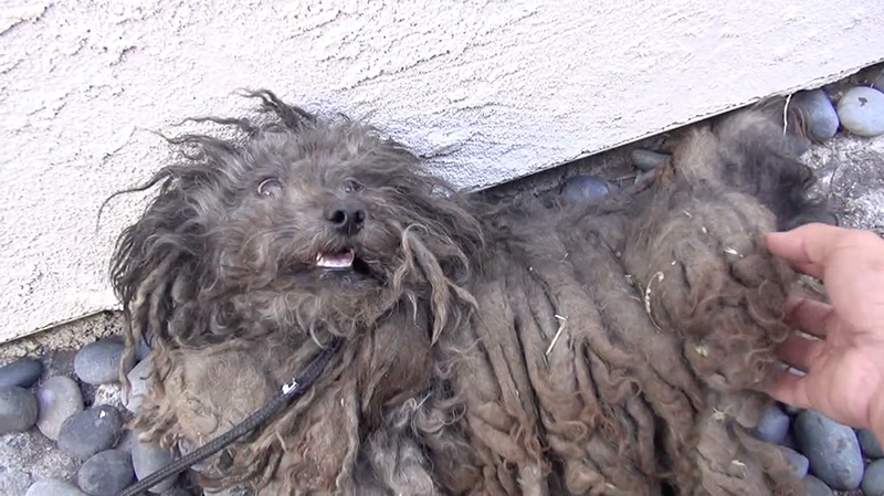 The-Dramatic-Rescue-of-an-Abandoned-and-Terrified-Dog