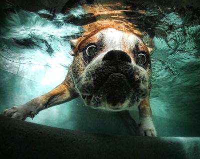 cane_acqua