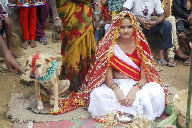 cane-sposa-ragazza-india