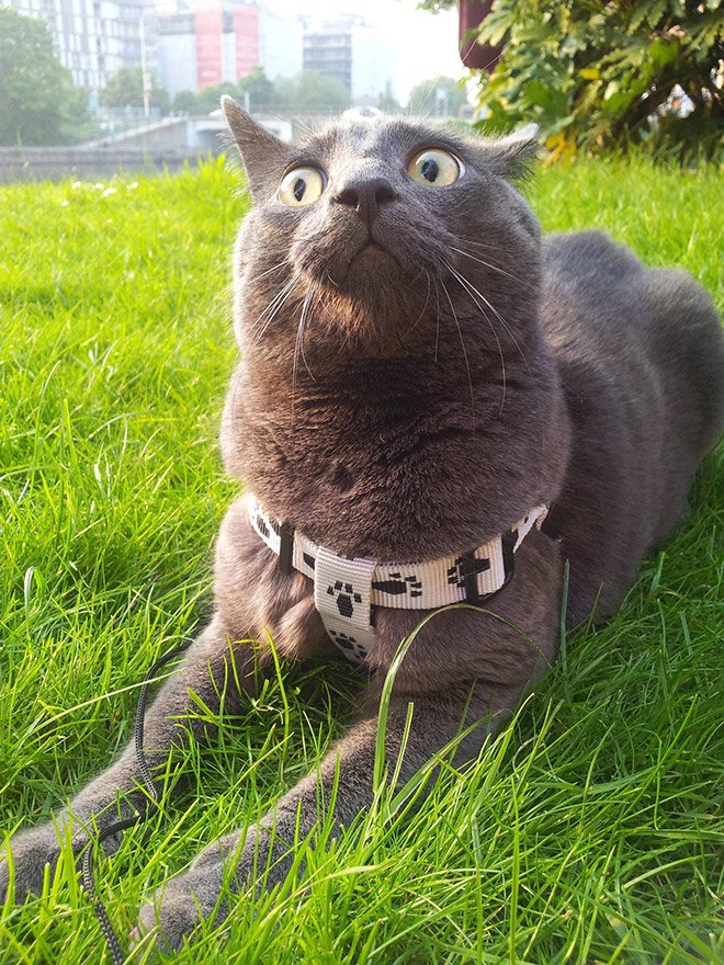cat-reaction2