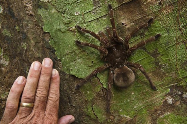 Tarantulas Vera Brown Tarantulas Vera Brown