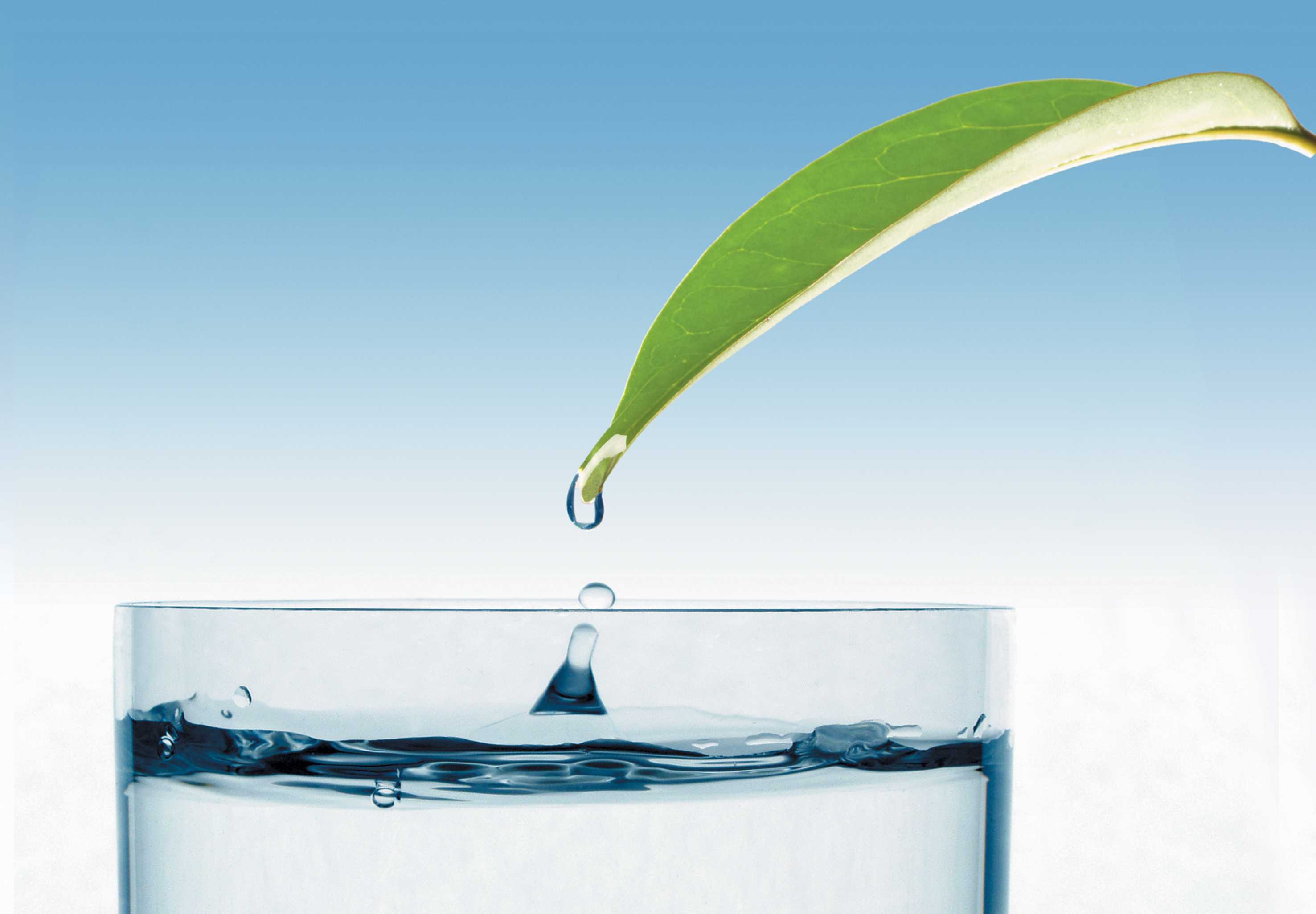 foglia_con_acqua
